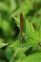 Beautiful demoiselle female - A